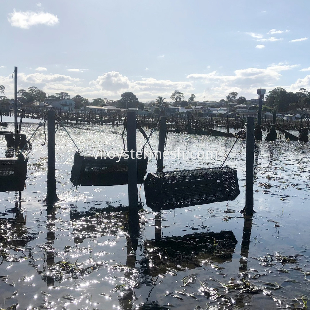 Sử dụng văn hóa cuộn Oyster Cradle (2) Oyster Cradle Rolling Culture Usage (2)